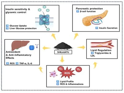 Evidence Landscape of Shilajatu (Asphaltum punjabinum) in the Management of Diabetes Mellitus: A Scoping Review