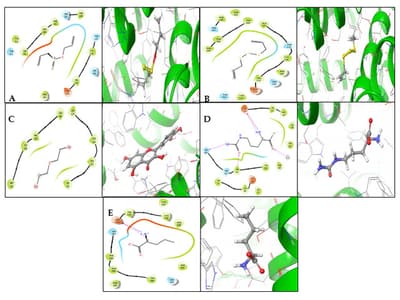 Molecular Docking Analysis of Onion Bioactives and Amino Acids to PDE-5, iNOS, AR, and D2R in Diabetic Erectile Dysfunction: A Multi-Targeted Approach