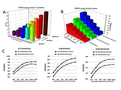 Comparative Analysis of Multi-Solvent Tinospora cordifolia Fresh and Dry Leaf Extract Using Advanced Analytical Approaches