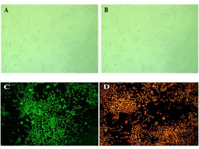 Anticancer Effects of Schinus molle-Synthesized Iron Nanoparticles in Human Hela Cervical Cancer Cells