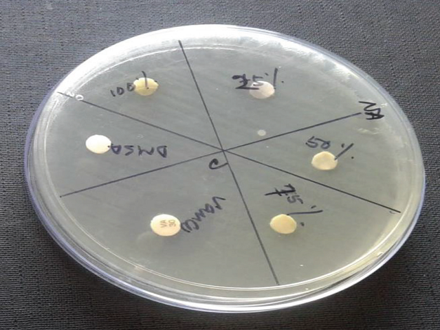 Antibacterial assay of plant extract of Cynodon dactylon against Lactobacillus acidophilus