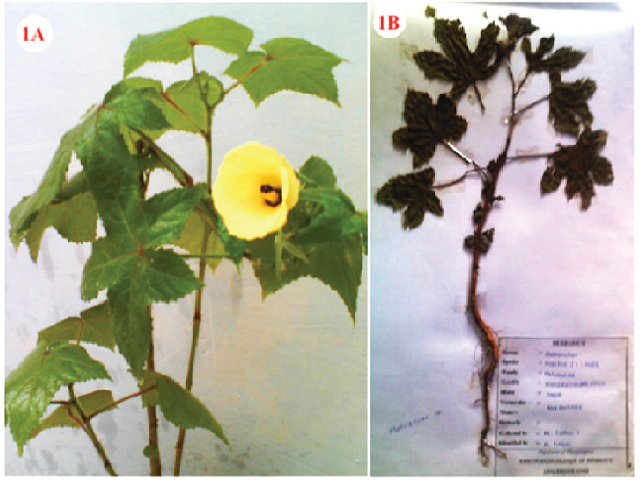Morphological features of A. manihot- 1A: Twig; 1B: Root.