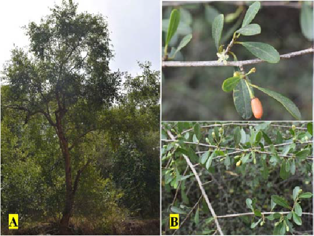 E. monogynum, A: Habit, B: Flower and fruiting twig.