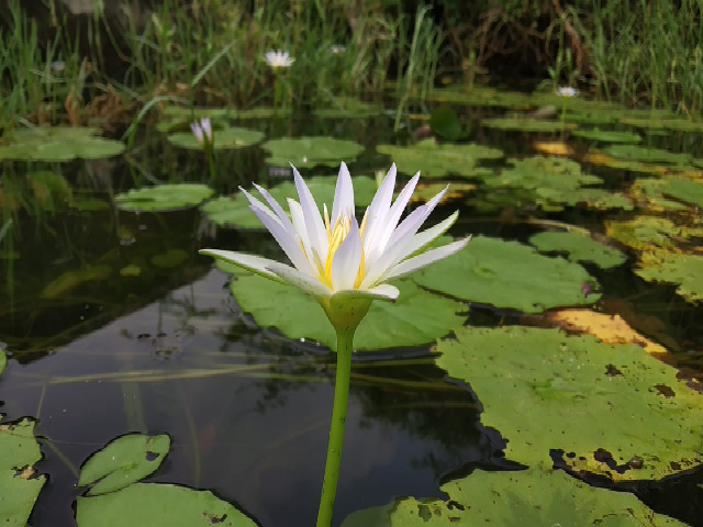 Nymphaea nouchali flower in a local pond.