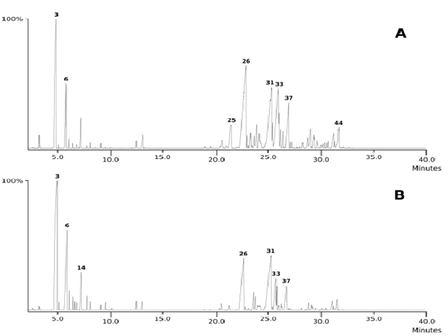Essential oil chromatograms obtained by GC-MS of leaves (A) and inflorescence (B) of male Schinus terebinthifolius. Peak numbering according to Table 1.