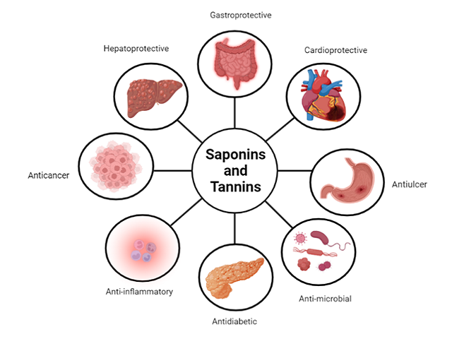Common multi-target activities of saponins and tannins