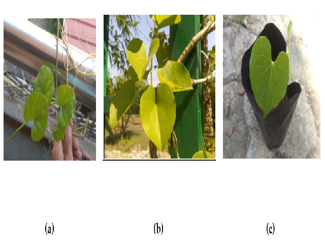 Giloy Plant in MAPA – Ayush Garden, Government College of Pharmacy, Amravati.