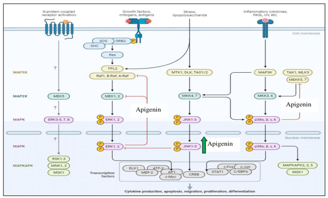 Effect of apigenin in MAPK Pathway