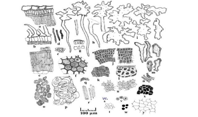 Powder microscopy of A. nervosa seed. a and b: fragment of testa in sectional view; c: fragment of palisade tissue with subsidiary cells; d: latex canals; e: hypodermal cells in surface view; f: fragment of radicle cells with aleurone grains and cluster crystal; g: hypodermal cells in sectional view; h: testa epidermal cells with trichome; i: epidermal cells in surface view; j: cotyledon in sectional view; k: cotyledon cells in surface view; l: endosperm cells in sectional view; m: sclereids; n: spiral vess