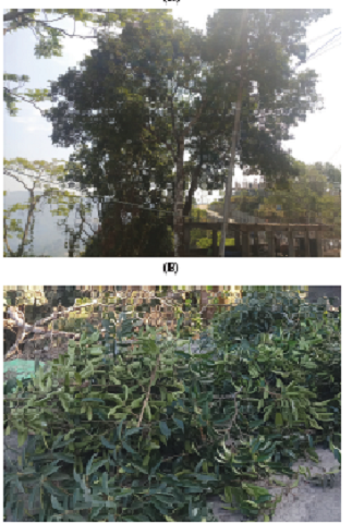 Ilex khasiana naturally growing at Luangmual, Aizawl, Mizoram. The tree (left) near a construction site from which its leaves (right) were collected and used for the study (Photo: Lalnunfela).