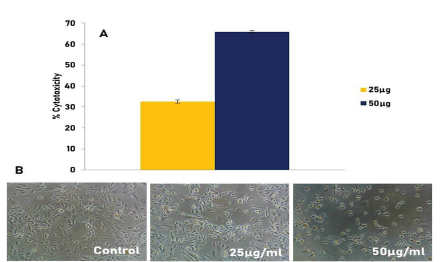  In vitro cytotoxic effect of R. indica leaf extract on MDA-MB breast cancer cells. A: Graph showing the % cytotoxicity of 25 µg and 50 µg of R.  indica extract. B: shows the morphology of the control and the cancer cells treated with R. indica extract (x20). The pictures are the representation of three  independent experiments.