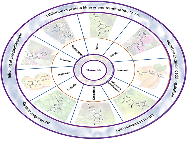 Basic chemical structure of different flavonoids