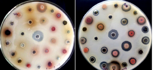 Antidandruff activity of Phyla nodiflora by zone of inhibition using agar cup plate method.