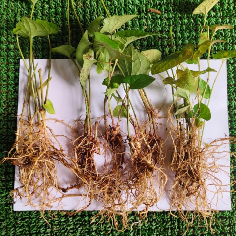 Harvested Plants of Piper longum.