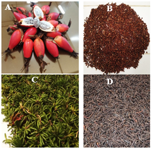 Investigated plant organs. A) Fresh fruits of A. melegueta K. Schum; B) Dried grains of A. melegueta K. Schum; C) Fresh fruits of X. aethiopica (Dunal) A. Rich. and D) Dried fruits of X. aethiopica (Dunal) A. Rich