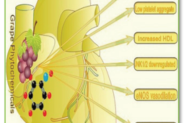 Grape phytochemicals