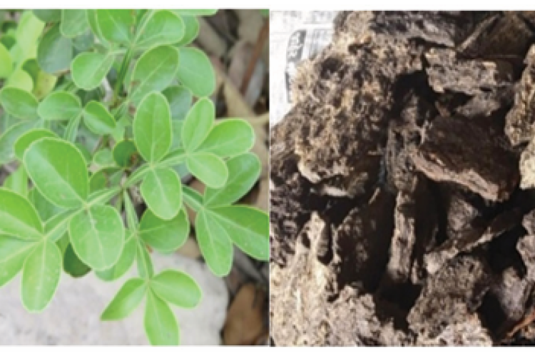  Limonia acidissima (A) Leaf (B) Bark (C) Fruit and Flower