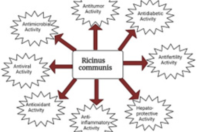 Overview of pharmacological activities of Ricinus communis.