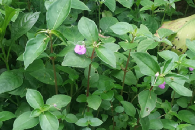 Impatiens minor (DC.) Bennet