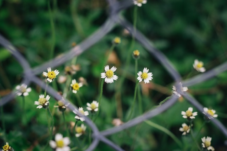 Plant of Tridax procumbens.