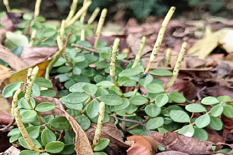 vegetative habit of Peperomia tetraphylla