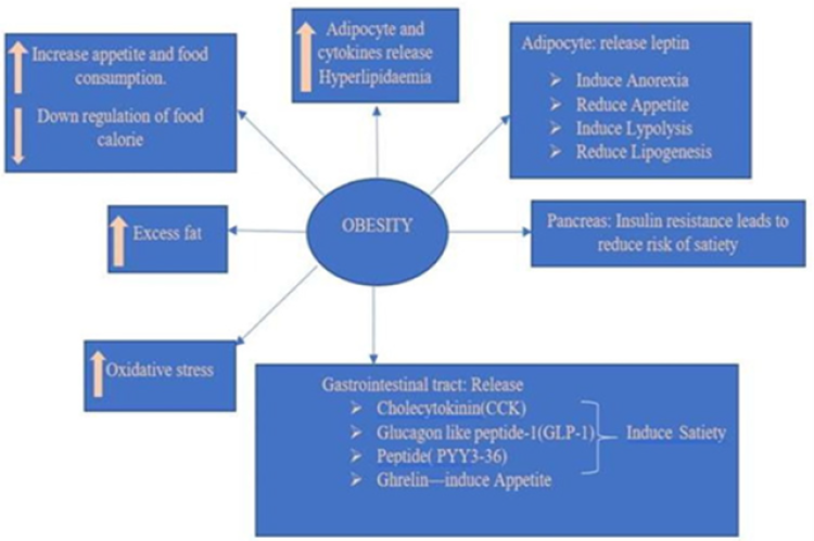 Pathogenesis of obesity.