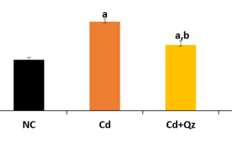 TNF - α level in the testis of rats in the different experimental groups. Values are expressed as mean±SD, n=5. a=p<0.05 vs NC, b=p<0.05 vs Cd.