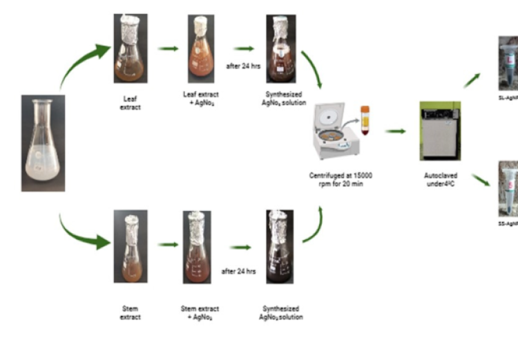 Schematic diagram illustrating the synthesis of silver nanoparticles using the leaf and stem extract of Secamone emetica