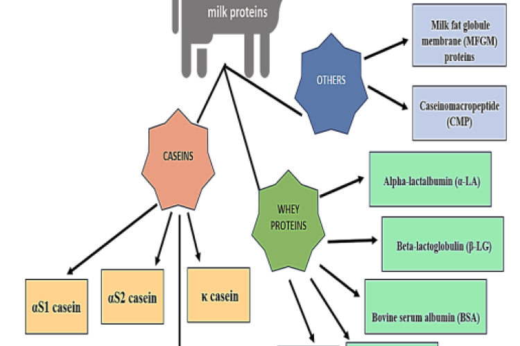 Types of Bovine Milk Proteins