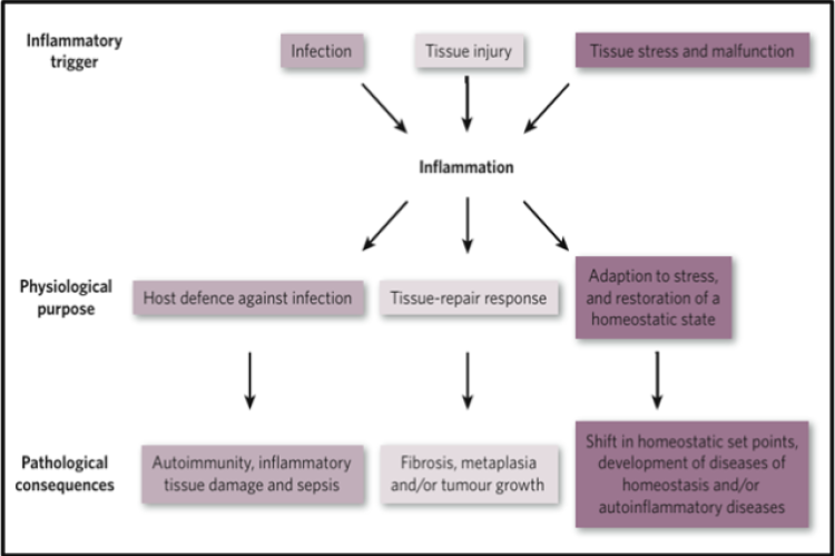 Causes, physiological and pathological outcomes of Inflammation.