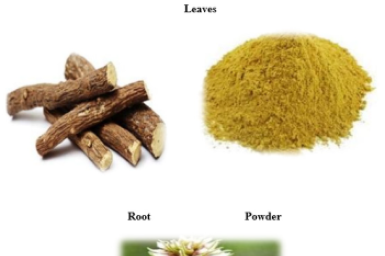 Leaves, Flower, Root and Powder of Glycyrrhiza Glabra.