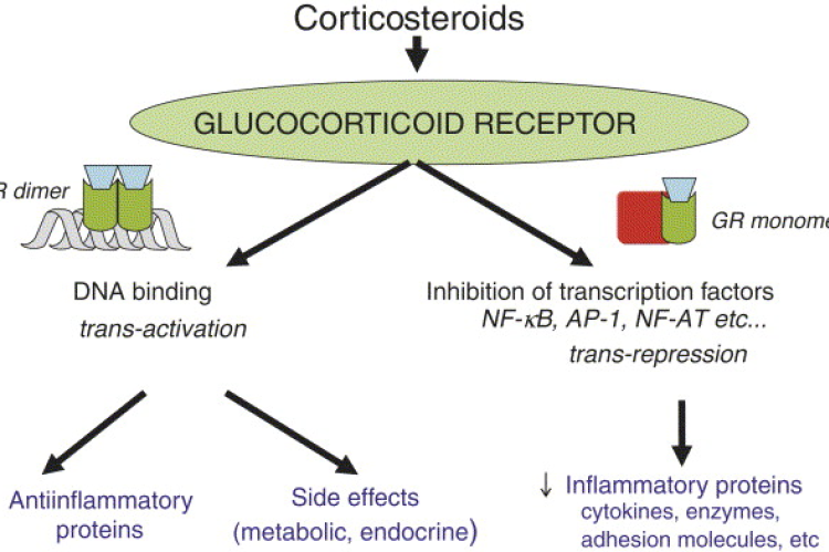 Mechanism of corticosteroids to reduce inflammation