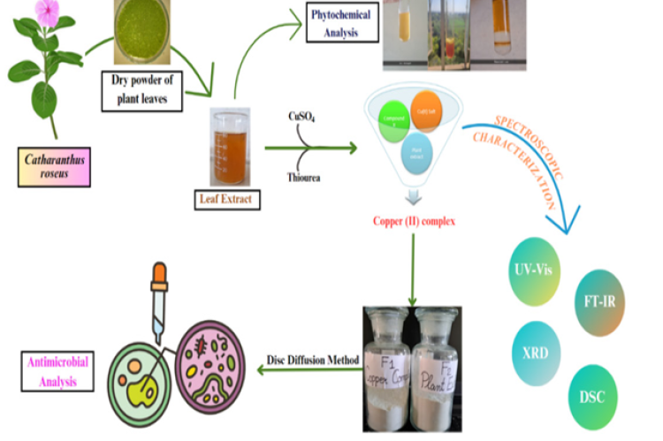 Possible mechanism for the green synthesis of copper (II) complex from plant extract.