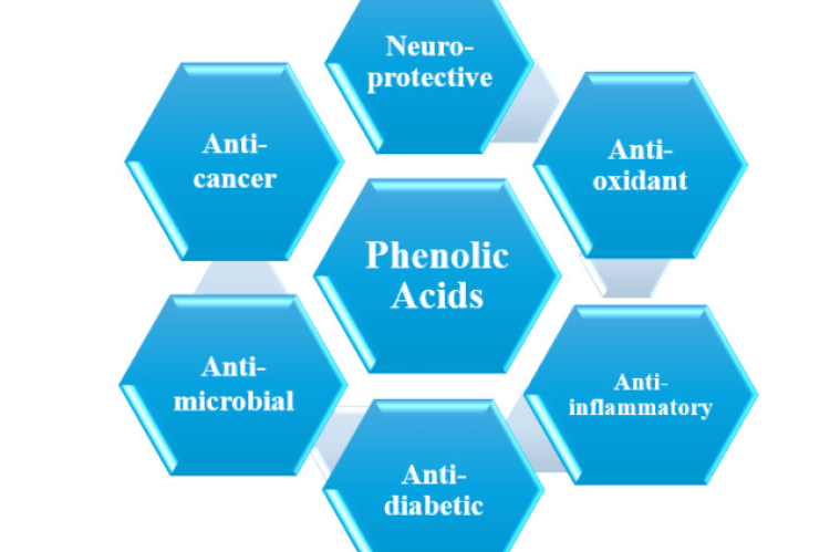 Different types of activities of phenolic acids.