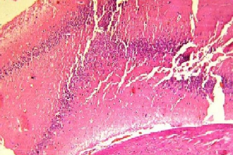 Section of brain obtained from control rats showing normal glial tissue (Haematoxylin and eosin, 100x)