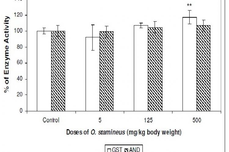 The effect of methanol leaf extract of Orthosiphon stamineus on hepatic glutathione-Stransferase (GST) and aminopyrine N-demethylases (AND) activity in male SD rats.