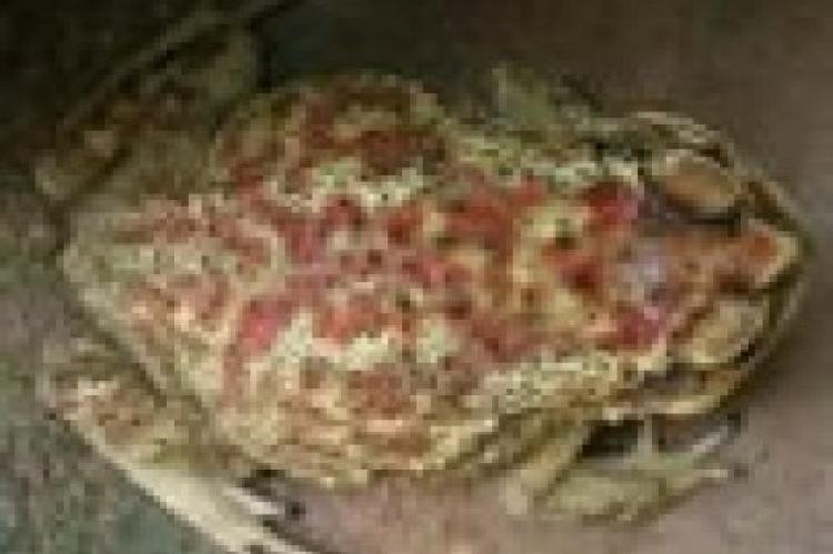 Picture of Bufo melanostictus frog species