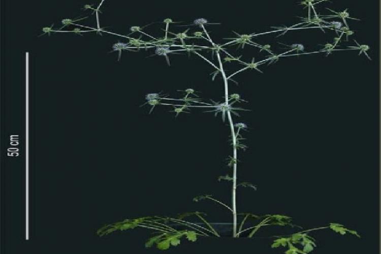 Flowering plant of Eryngium caucasicum (cf. ref. 6).