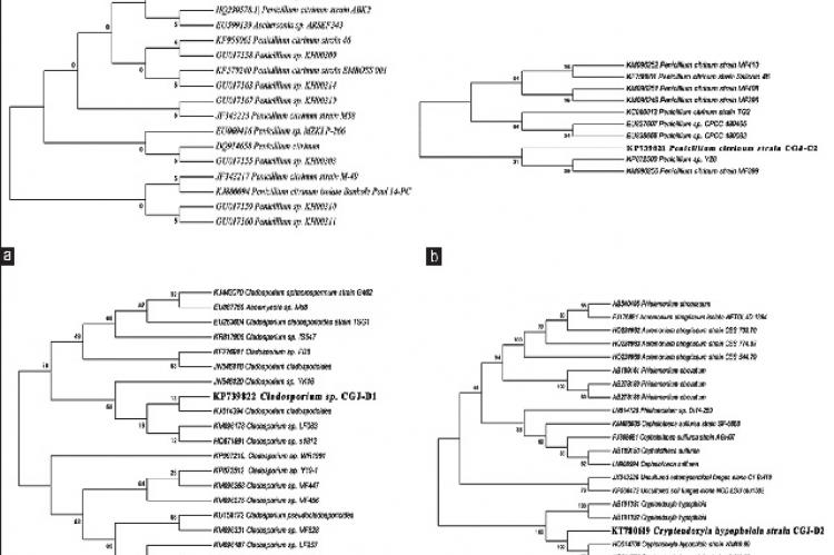 Neighbor‑joining phylogenetic tree analysis of fungal endophyte sp. (a) Penicillium citrinum CGJ‑C1, (b) Penicillium citrinum CGJ‑C2, (c) Cladosporium sp. CGJ‑D1, and (d) Cryptendoxyla hypophloia CGJ‑D2. Confidence values above 50% obtained from a 1000‑replicate bootstrap analysis are shown at the branch nodes. Bootstrap values from neighbor‑joining method were determined