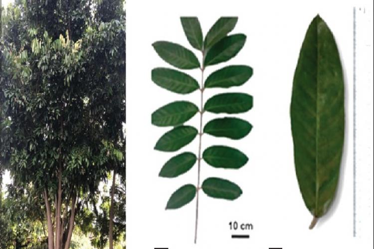 Pharmacognostic Evaluation of Carapa guianensis Aubl. Leaves: A Medicinal Plant Native from Brazilian Amazon
