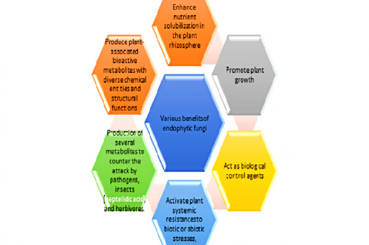 Various benefits of endophytic fungi