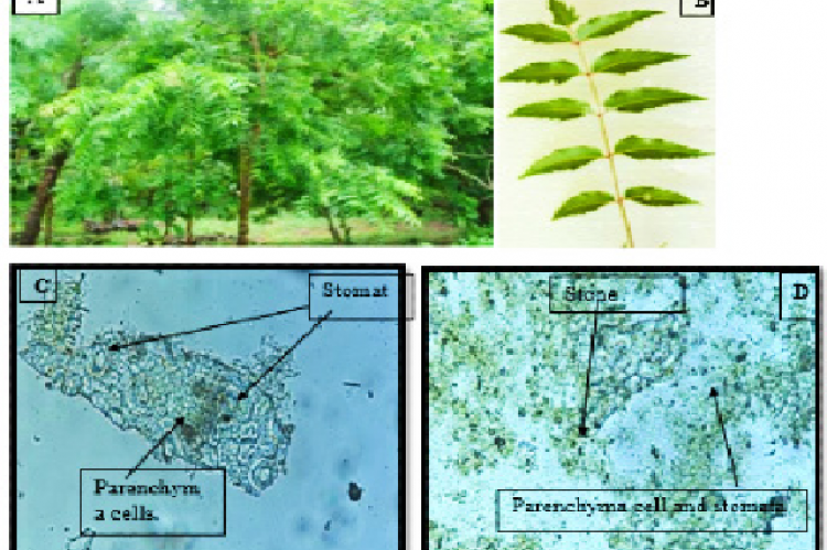 Neem tree, B) neem leaf, C) Microscopy of neem leaf by section cutting, and D) Microscopy of neem leaf by crushing.