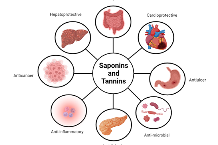 Common multi-target activities of saponins and tannins