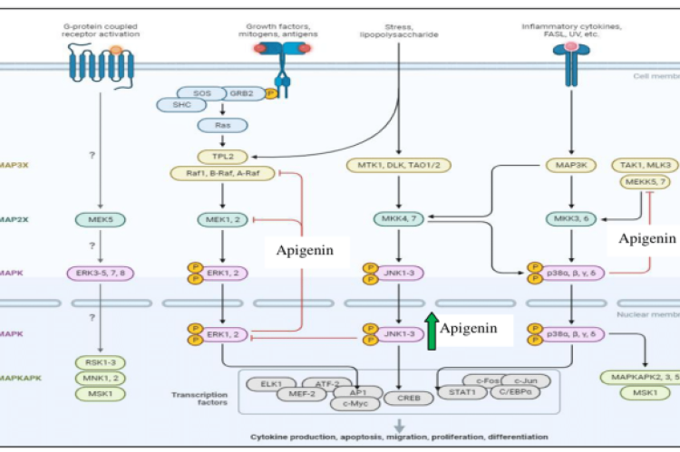Effect of apigenin in MAPK Pathway