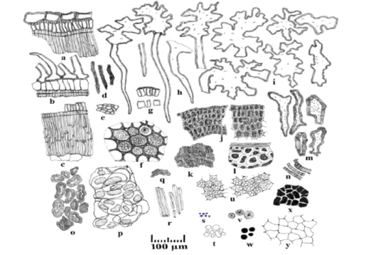 Powder microscopy of A. nervosa seed. a and b: fragment of testa in sectional view; c: fragment of palisade tissue with subsidiary cells; d: latex canals; e: hypodermal cells in surface view; f: fragment of radicle cells with aleurone grains and cluster crystal; g: hypodermal cells in sectional view; h: testa epidermal cells with trichome; i: epidermal cells in surface view; j: cotyledon in sectional view; k: cotyledon cells in surface view; l: endosperm cells in sectional view; m: sclereids; n: spiral vess
