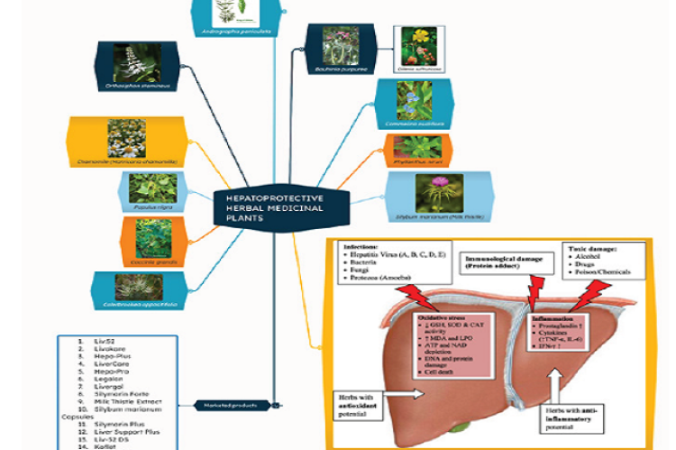 Hepatoprotective herbal medicinal plants, their marketed products and mechanisms of liver damage and how these herbs offer protection through antioxidant and anti-inflammatory properties.