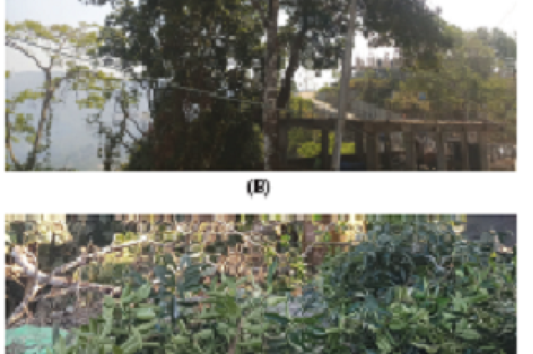 Ilex khasiana naturally growing at Luangmual, Aizawl, Mizoram. The tree (left) near a construction site from which its leaves (right) were collected and used for the study (Photo: Lalnunfela).