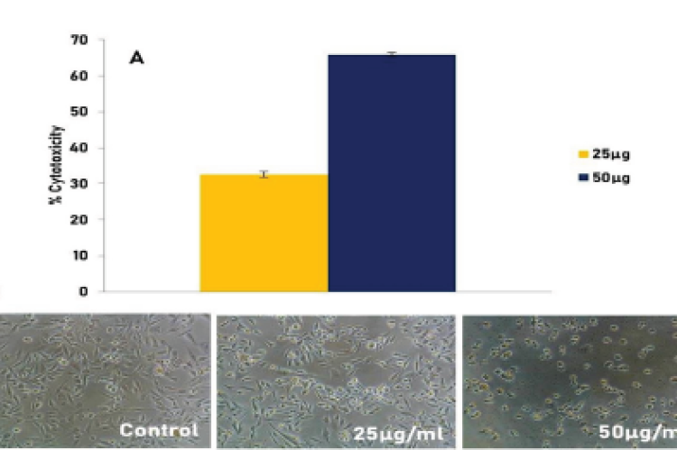  In vitro cytotoxic effect of R. indica leaf extract on MDA-MB breast cancer cells. A: Graph showing the % cytotoxicity of 25 µg and 50 µg of R.  indica extract. B: shows the morphology of the control and the cancer cells treated with R. indica extract (x20). The pictures are the representation of three  independent experiments.