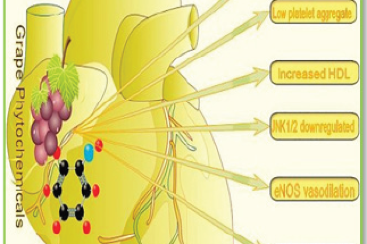 Grape phytochemicals