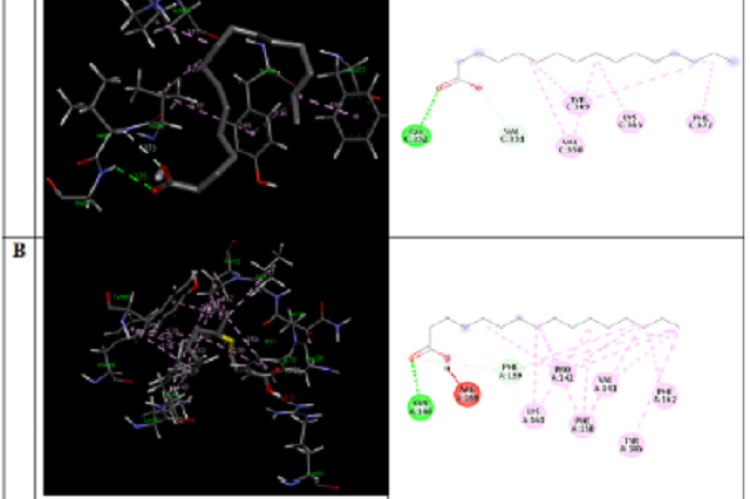 The molecular interaction of palmitic acid with (A) SREBP-1A and (B) alpha-fetoprotein